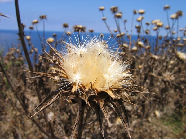 Gozo Thistle