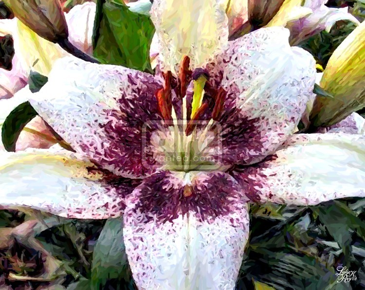 White and Purple Lily