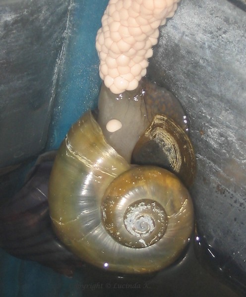 Mamma Snail
