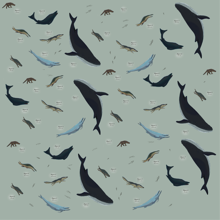 whale pattern