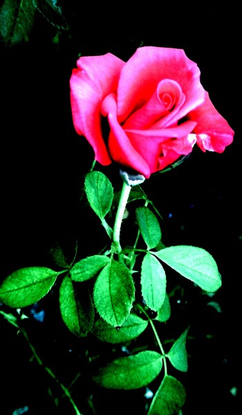 Pink Rose