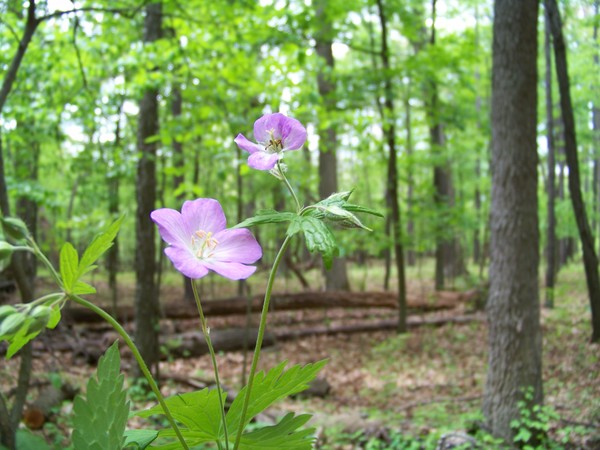 May Flowers