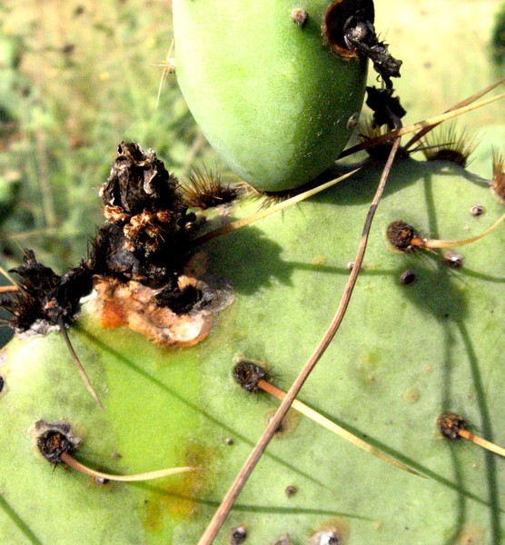 Cactus Rot