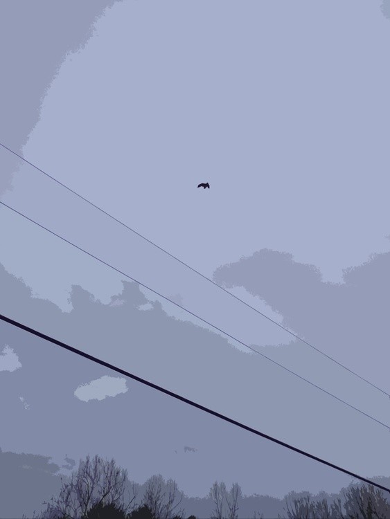 Pilot VA