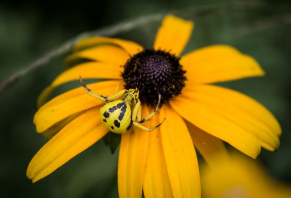 Golden Crab Spider