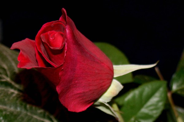 Leah's Rose