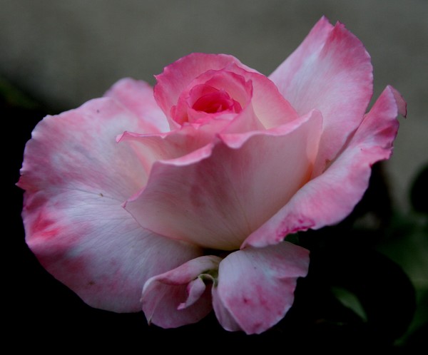 Pink Rose of Gratitude
