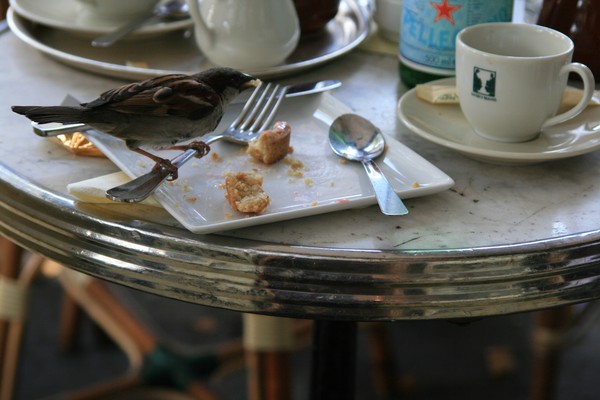 Eating like a Bird (2)