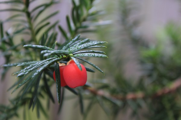 Red Berry 