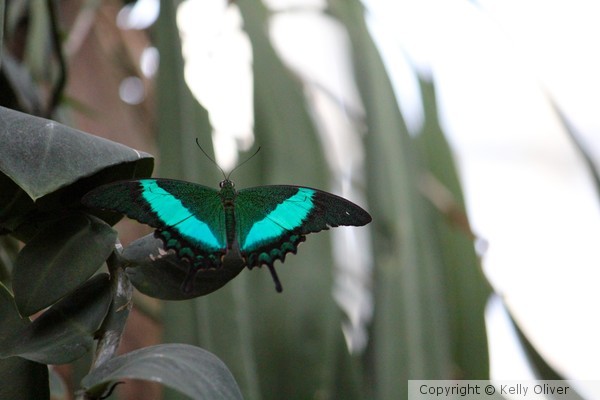 Emerald Swallowtail 