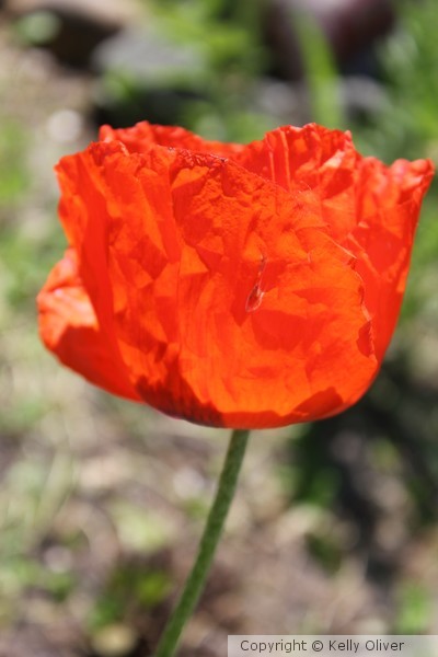 Orange Poppy glowing in the Sun