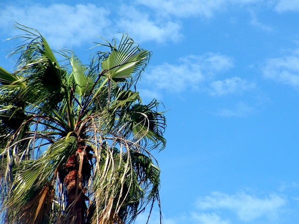 Trees in the sky