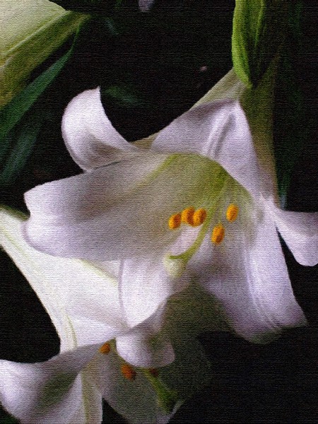 Lily Light