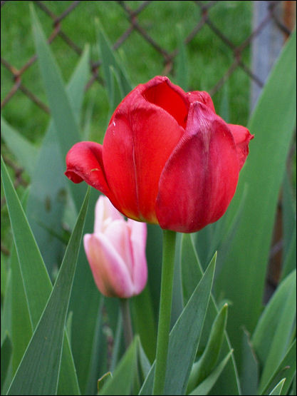Red and Pink