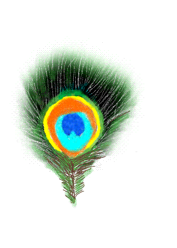 peacock feather