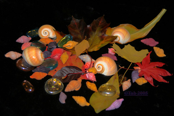 Autumn's Gifts