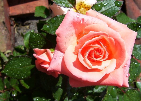 rose 3