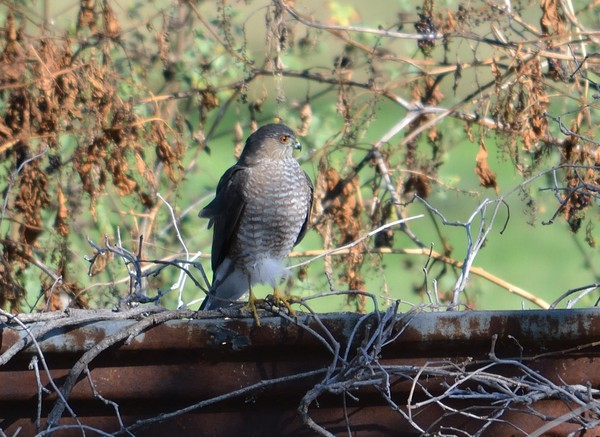 Coopers Hawk
