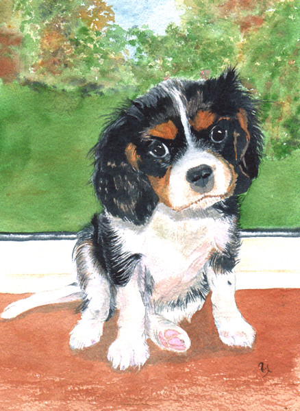 Anna - Cavalier King Charles Spaniel