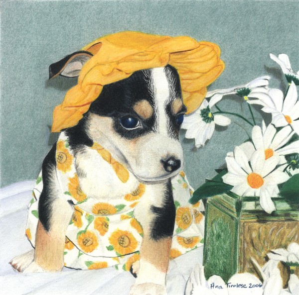Daisy-Mae Dawg