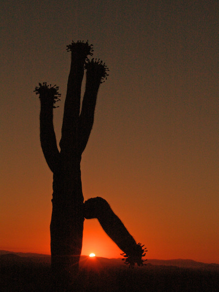Arizona Sunrise