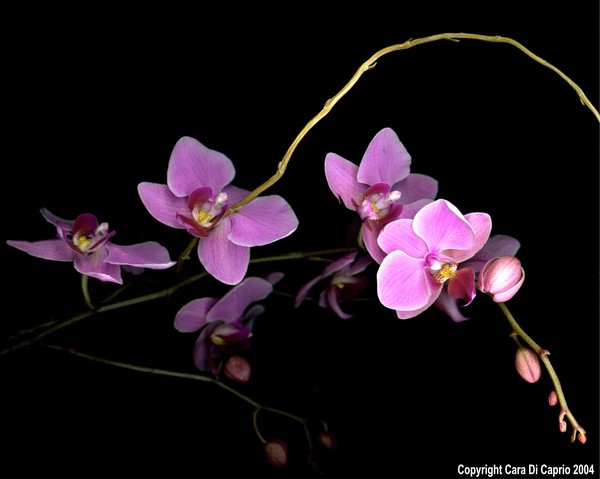 Orchid 001