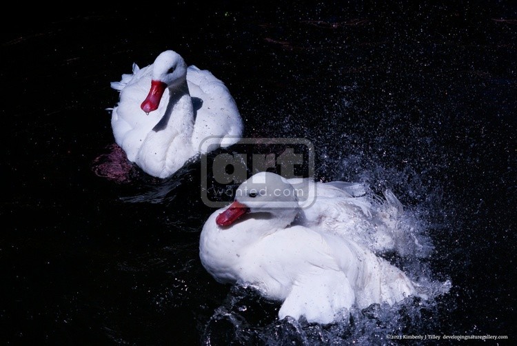 Coscoroba Swans P3451