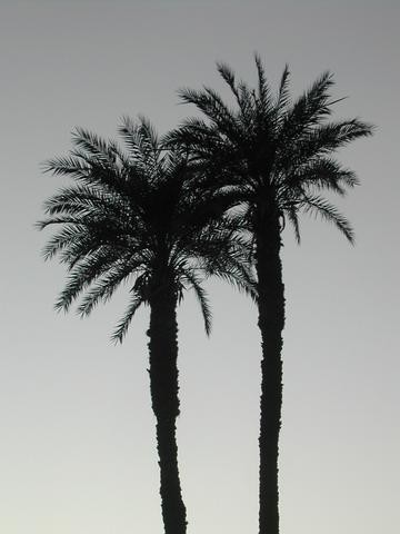 Silhouette