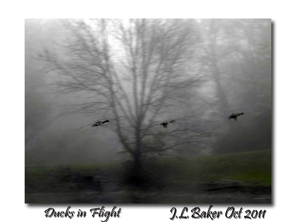 ducks in Flight 