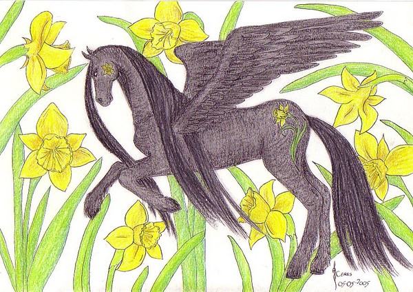 Jonquil