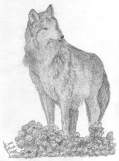 Woolf