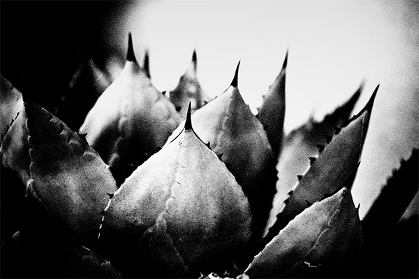 Succulent No.2