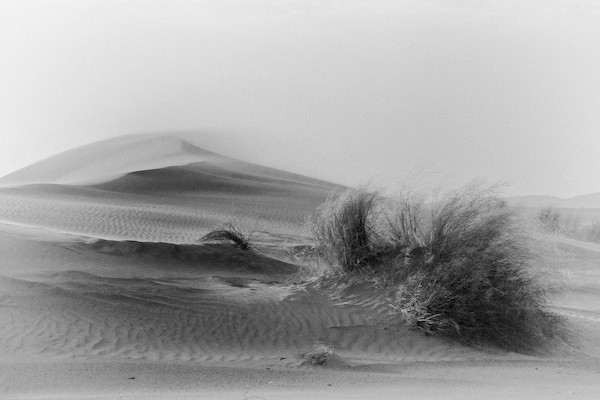 Wind In The Dunes