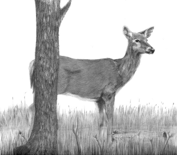 Deer