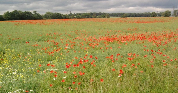 Poppy field