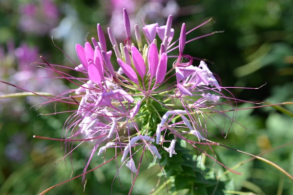 Exquisite Flower