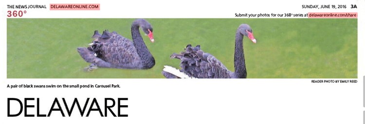 301st News Journal Panorama-Black Swans