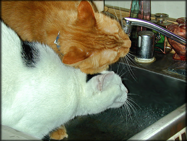 A Long Drink of Water