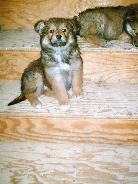Butternut on the Stairs