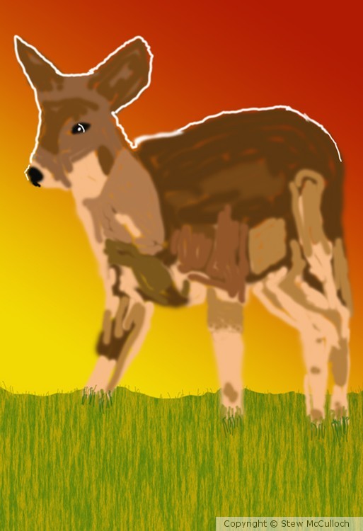 Young Whitetail in the Grass  P254