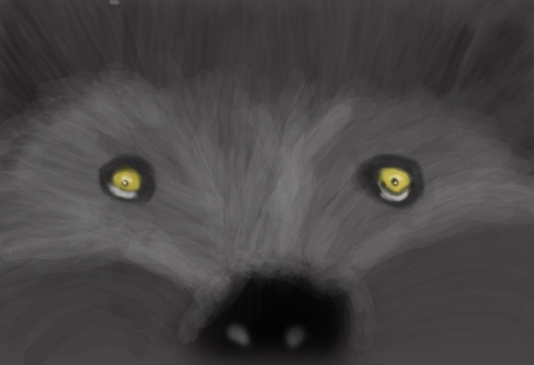 Black Bear at Night   P396