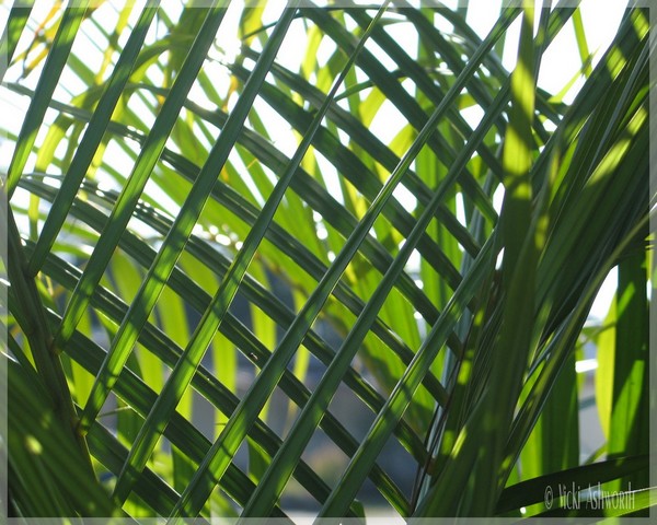 Palm Tree Design