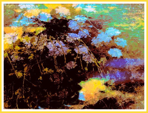 Summer Blooms