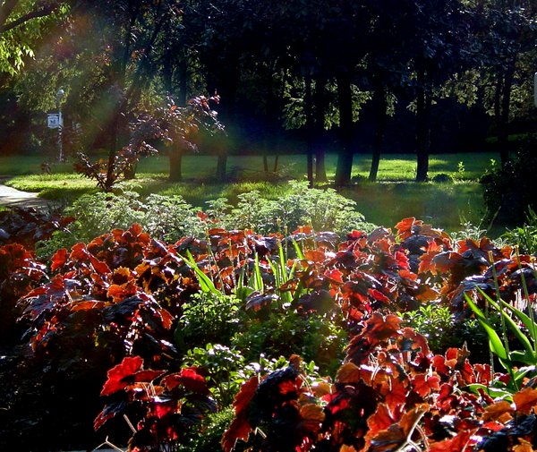 A Pretty Yard
