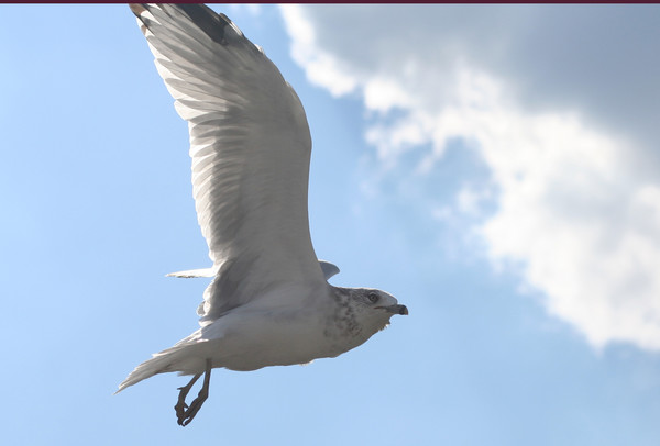 Sea Gull IN Flight