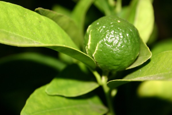 Lime