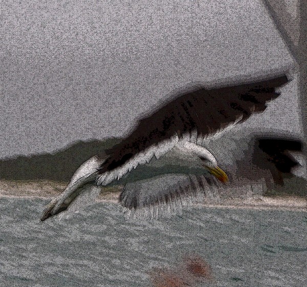 Posterized  Sea Gull