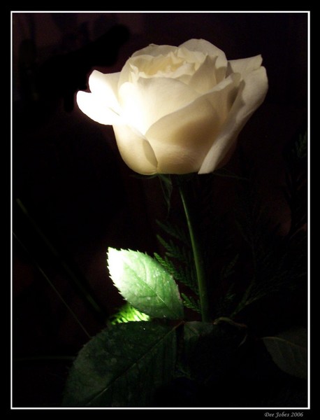 In Memory of Thea Venger