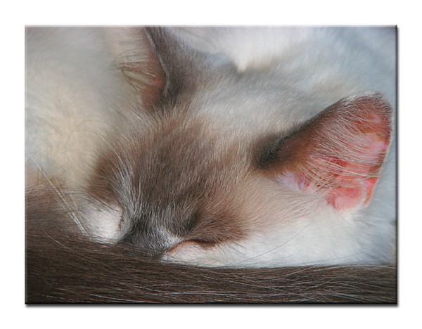 Nap