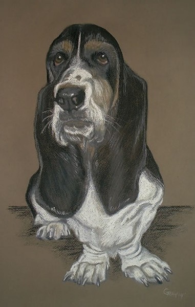 gray basset hound